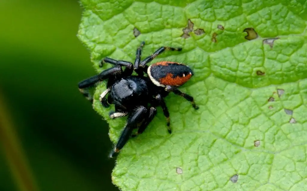 Do jumping spiders eat other spiders?