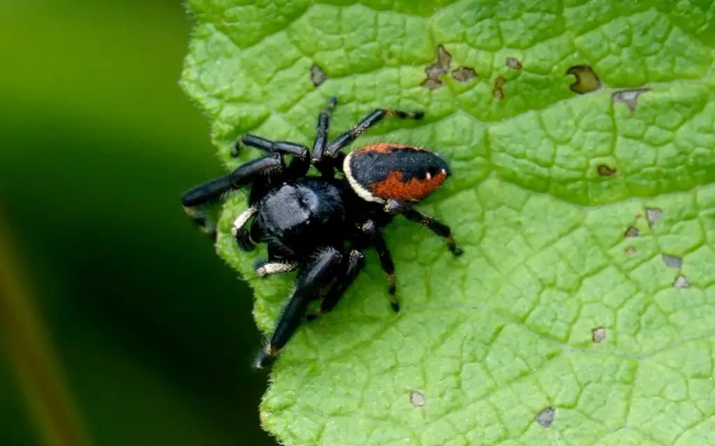 How far can a jumping spider jump?