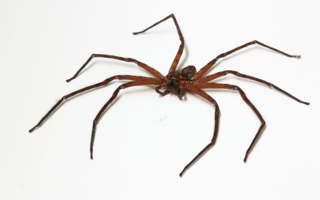 spiders mistaken for brown recluse