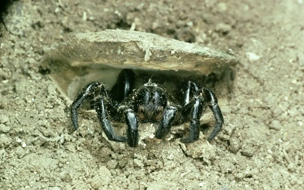 Native spiders of texas