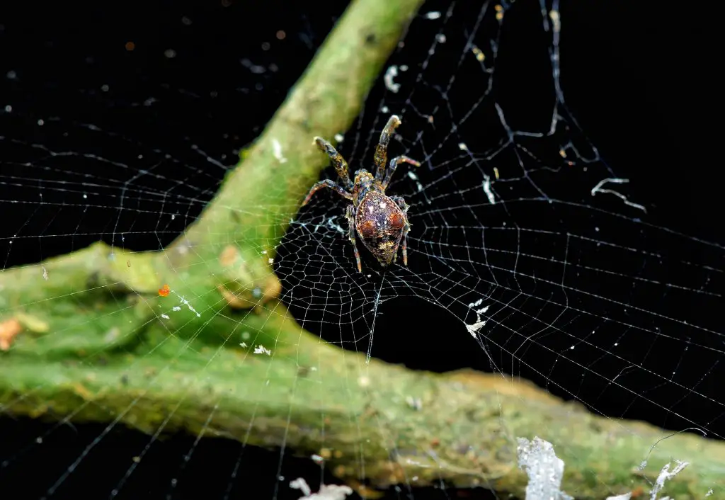 are there any spiders without venom?