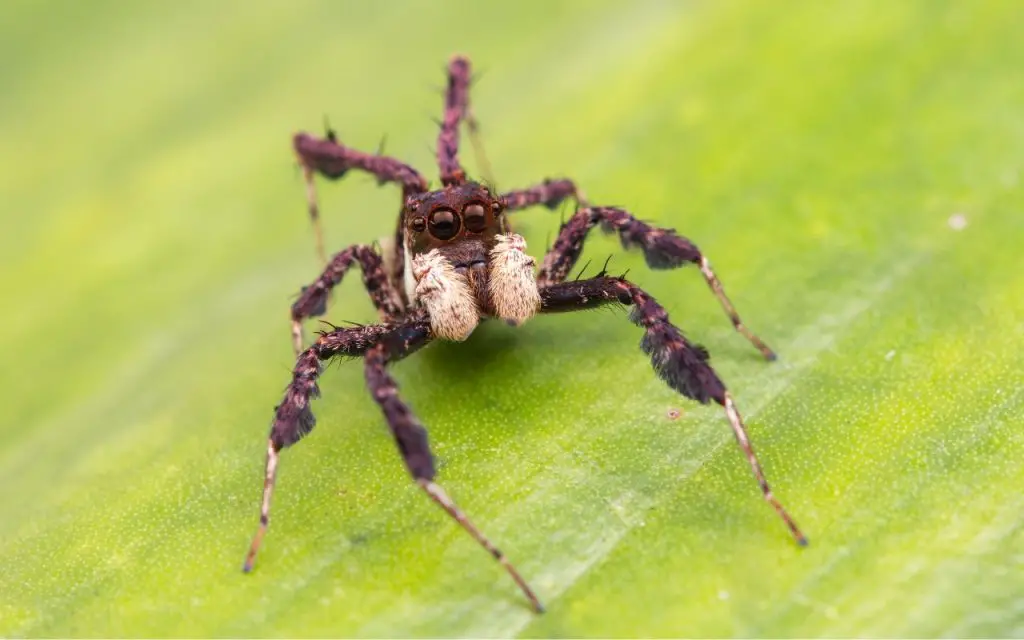 Do jumping spiders eat other spiders?