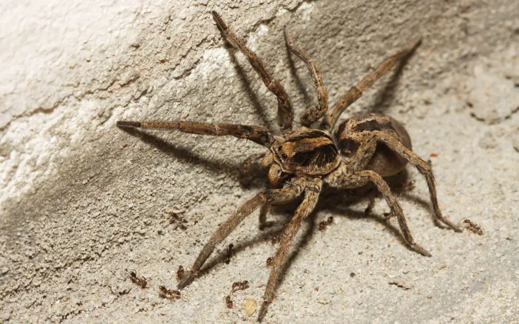 What Are the Best Pet Spiders for Beginners?