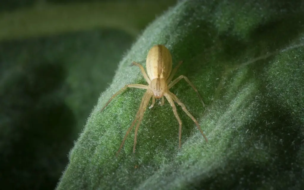 venomous spiders in ohio