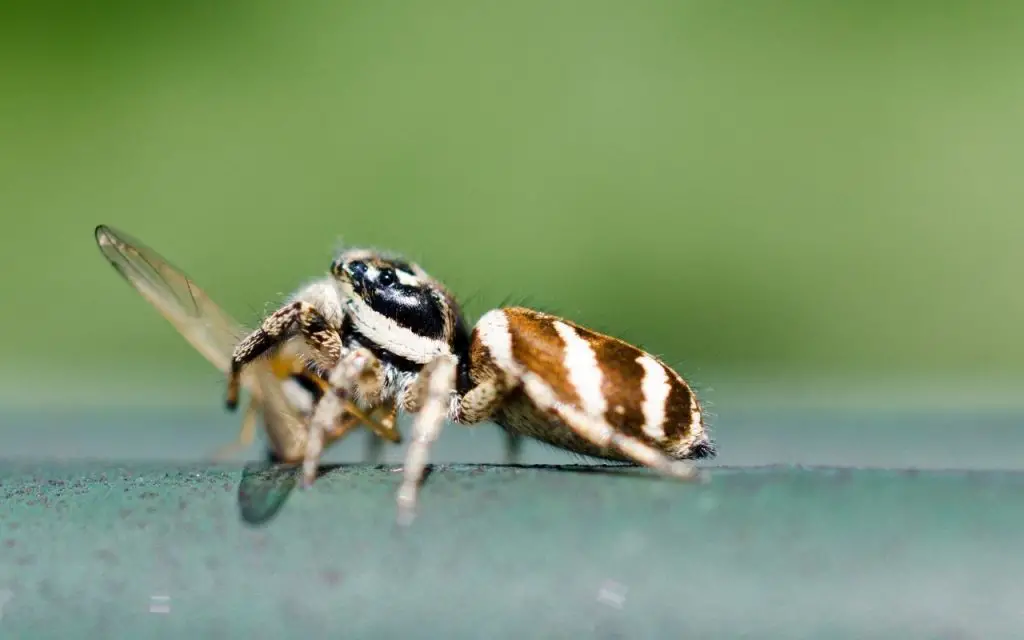 How far can a jumping spider jump?