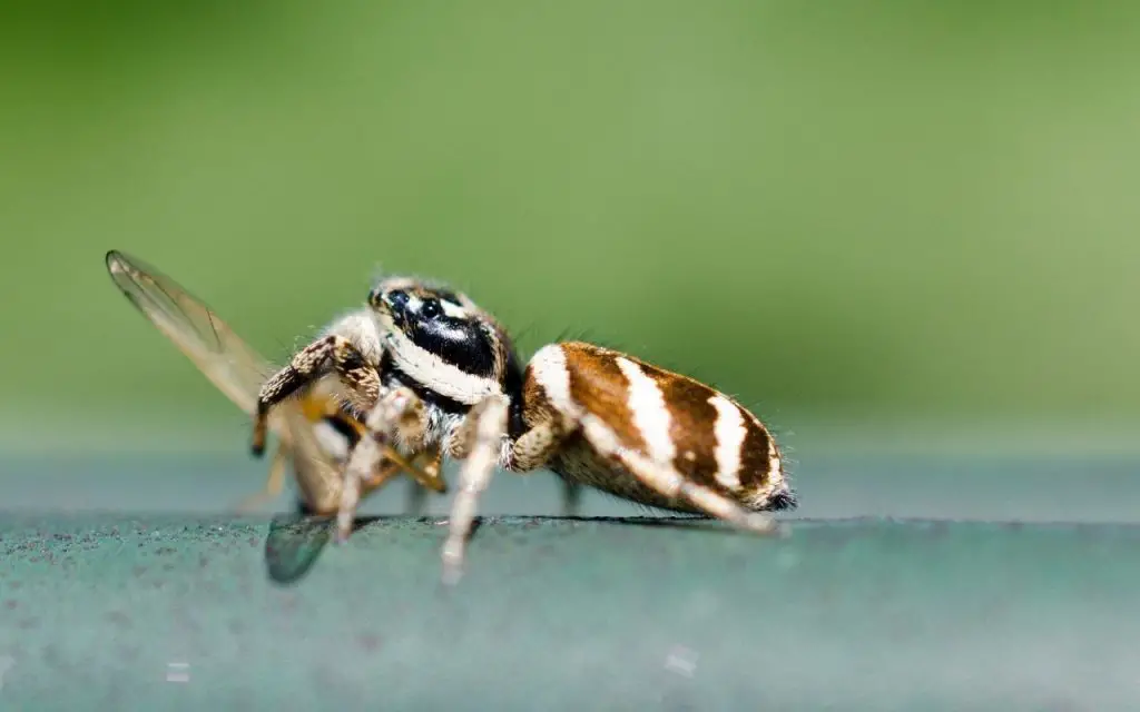 Do jumping spiders eat other spiders?