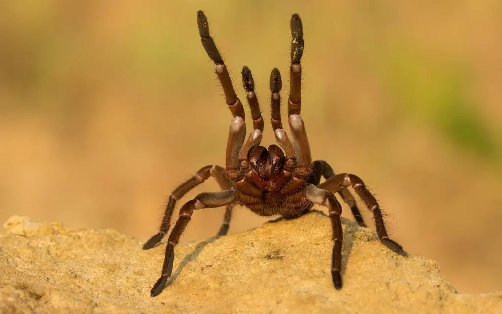 where does the Goliath Tarantula live?