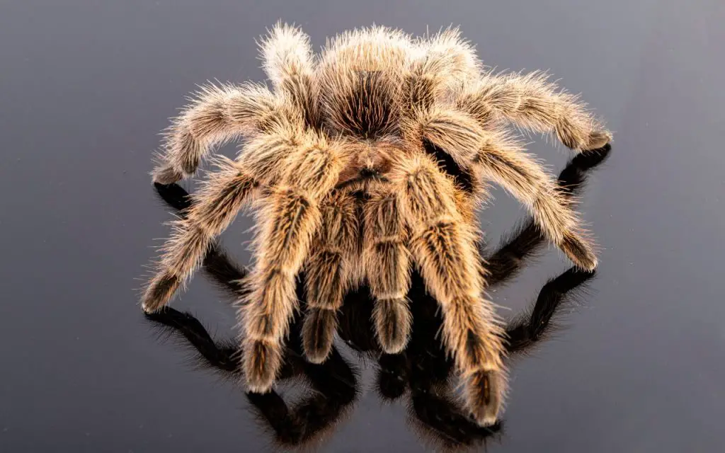 How Fast Do Tarantulas Move?