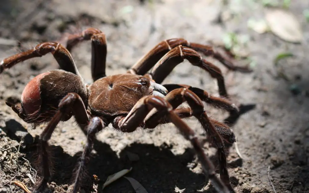 where does the Goliath Tarantula live?