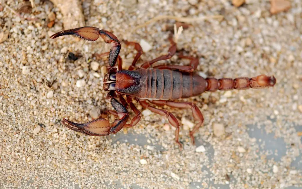 can scorpions kill you?