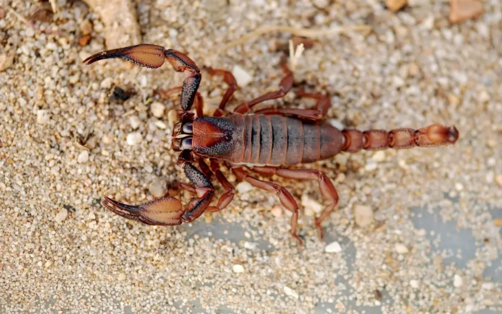 How Long Do Scorpions Live Without Food?