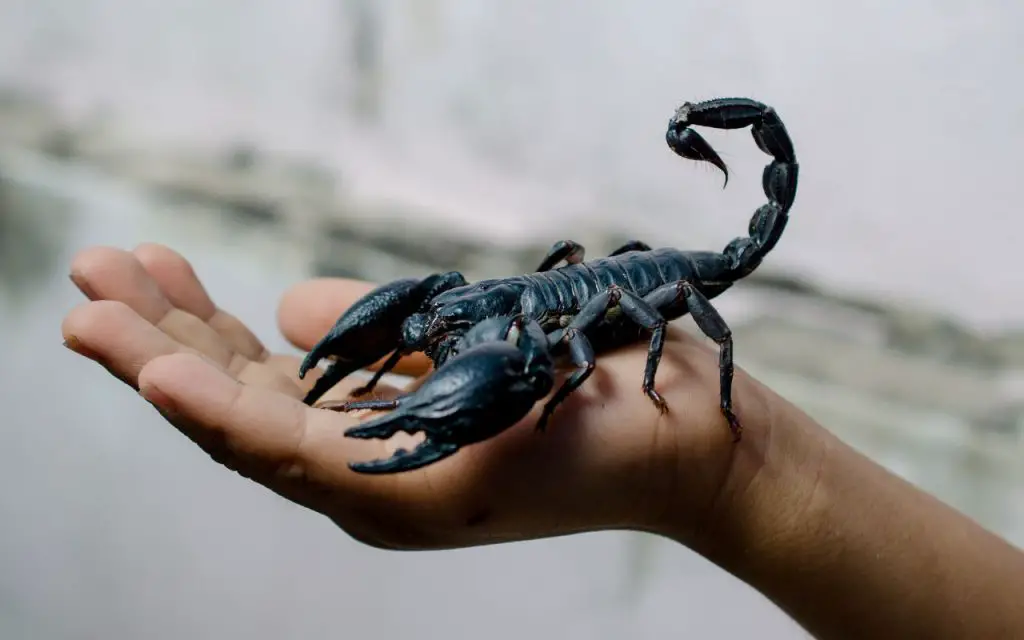 can scorpions kill you?