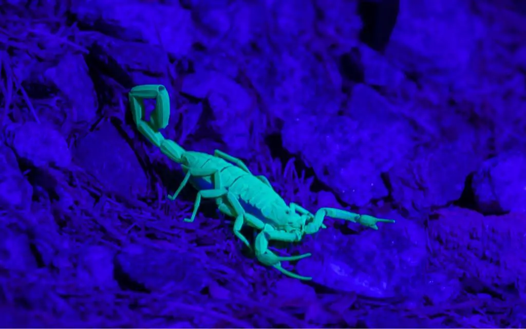 How Long Do Scorpions Live Without Food?