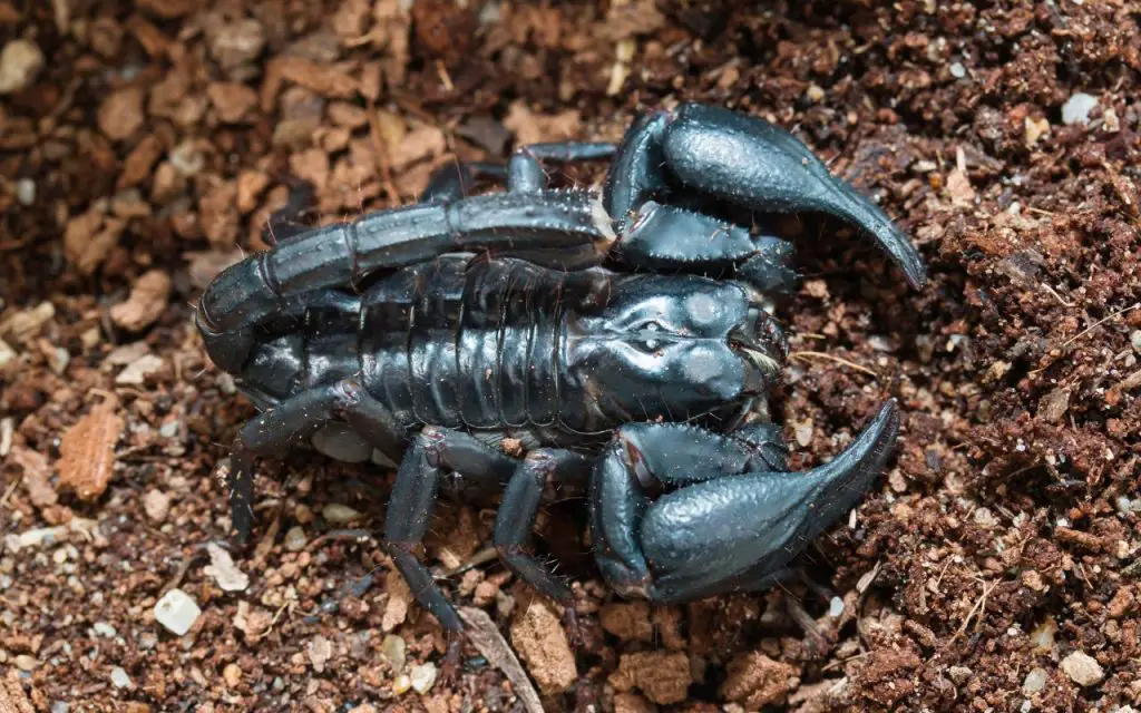can scorpions kill you?