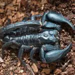 Can Scorpions kill you? (what you need to know)