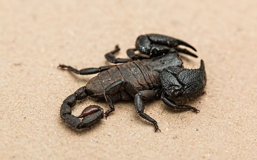 Why does a scorpion sting?