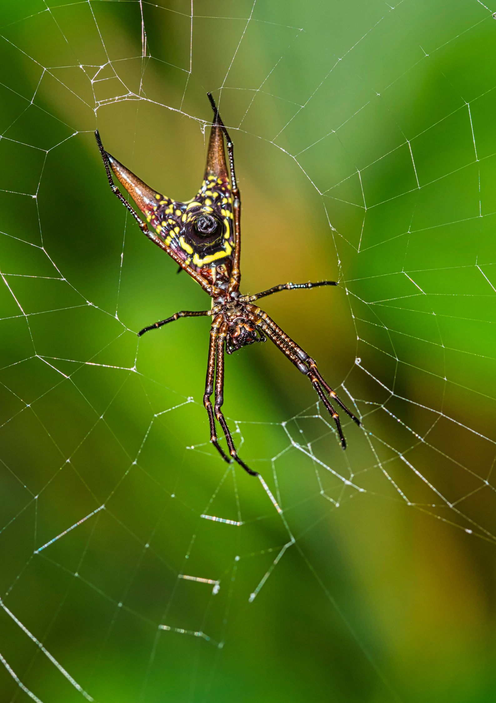 yellow spiders in Michigan