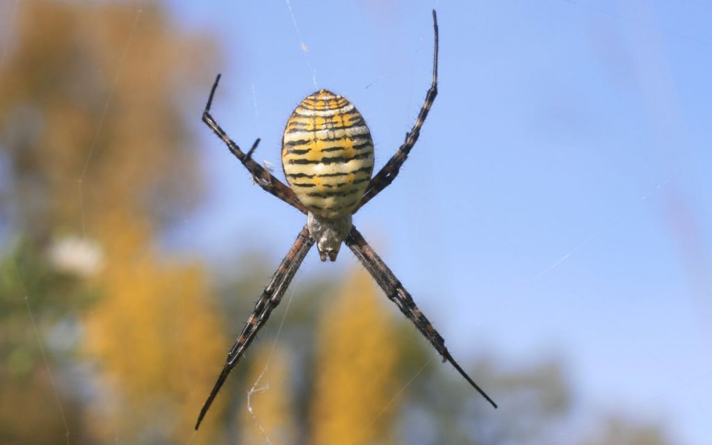 yellow spiders in Michigan