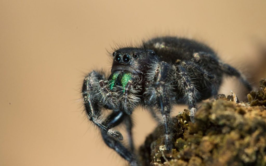 Where Do Bold Jumping Spiders Live?