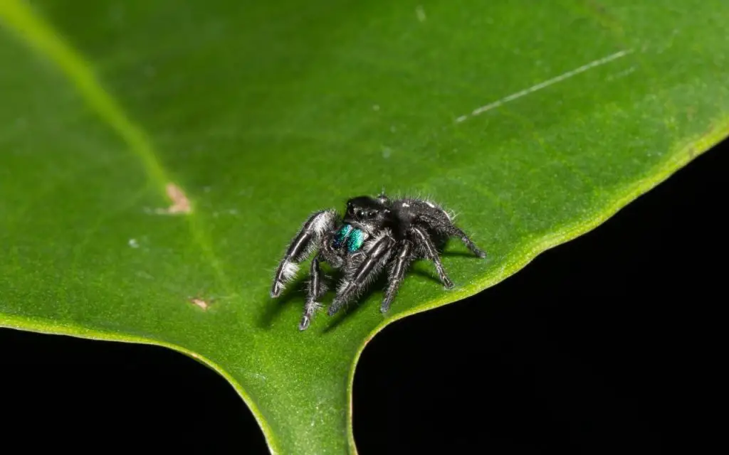 are jumping spiders intelligent?