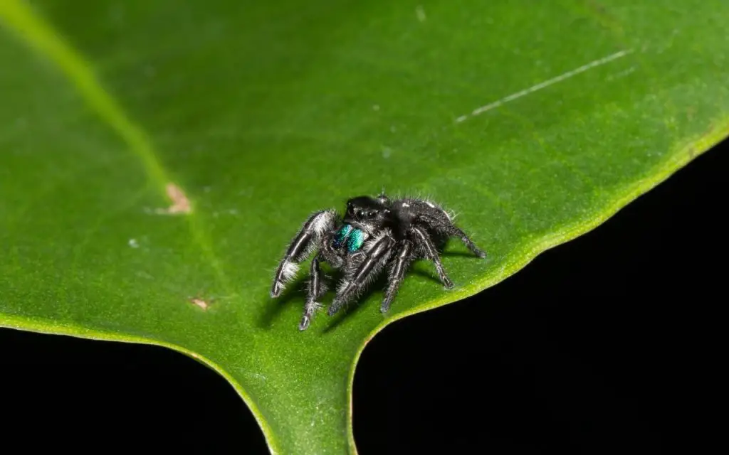 Where Do Bold Jumping Spiders Live?