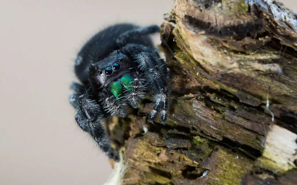 Where Do Bold Jumping Spiders Live?