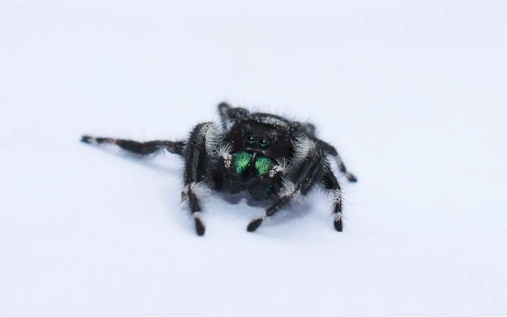 Where Do Bold Jumping Spiders Live?