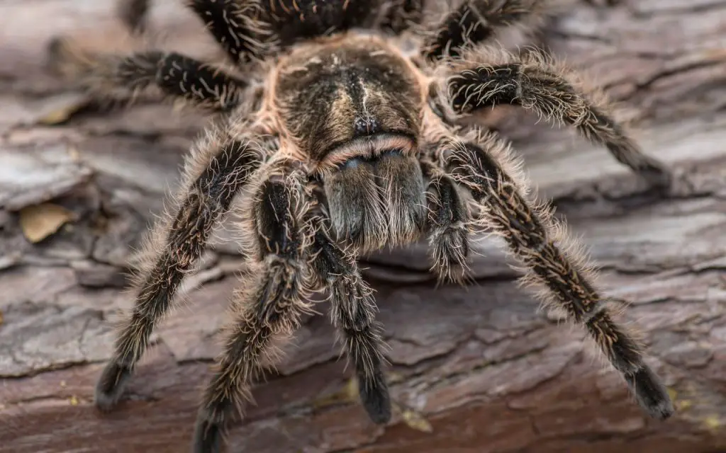 Curly Hair Tarantula facts