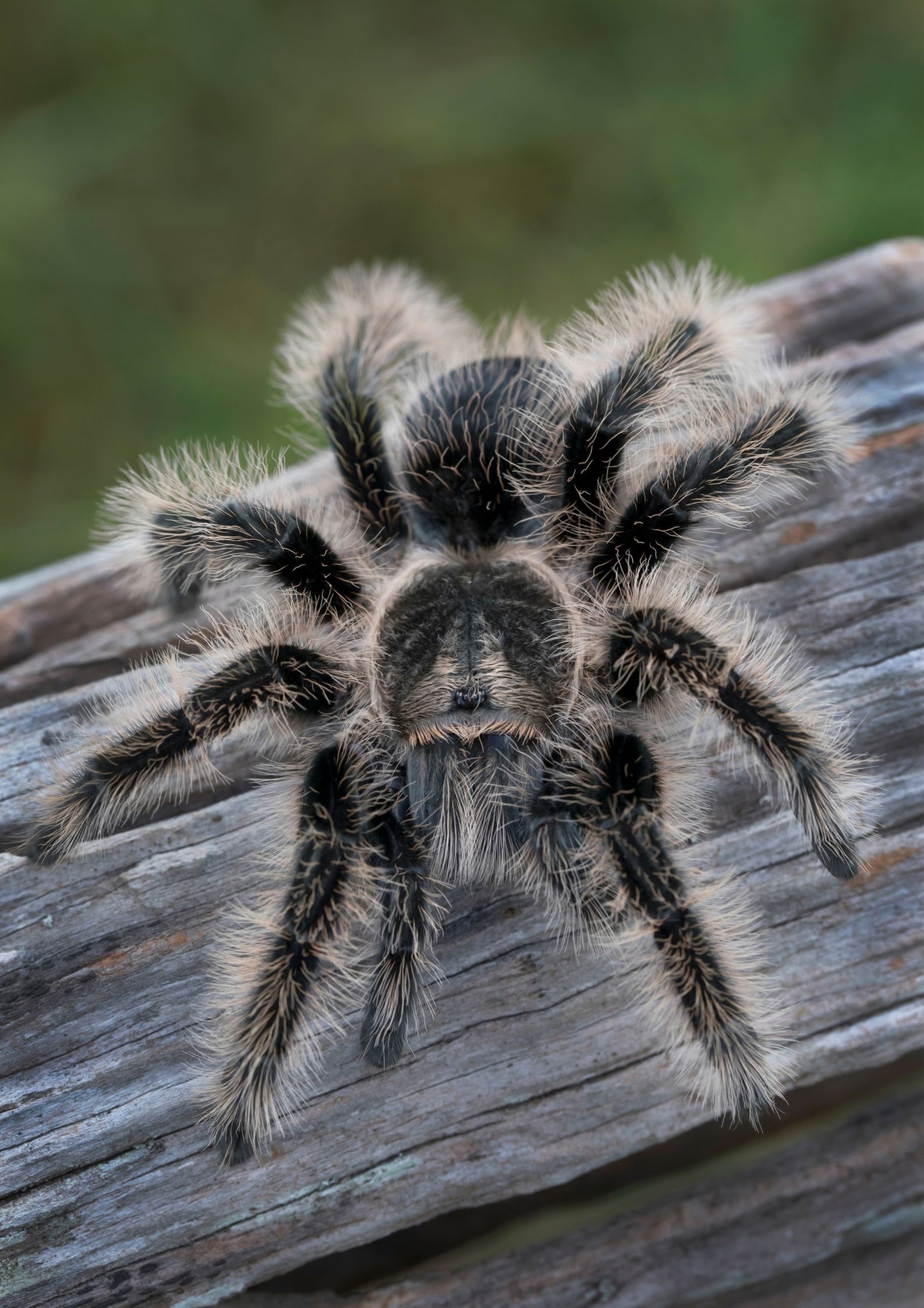 How long do Curly hair tarantulas live?