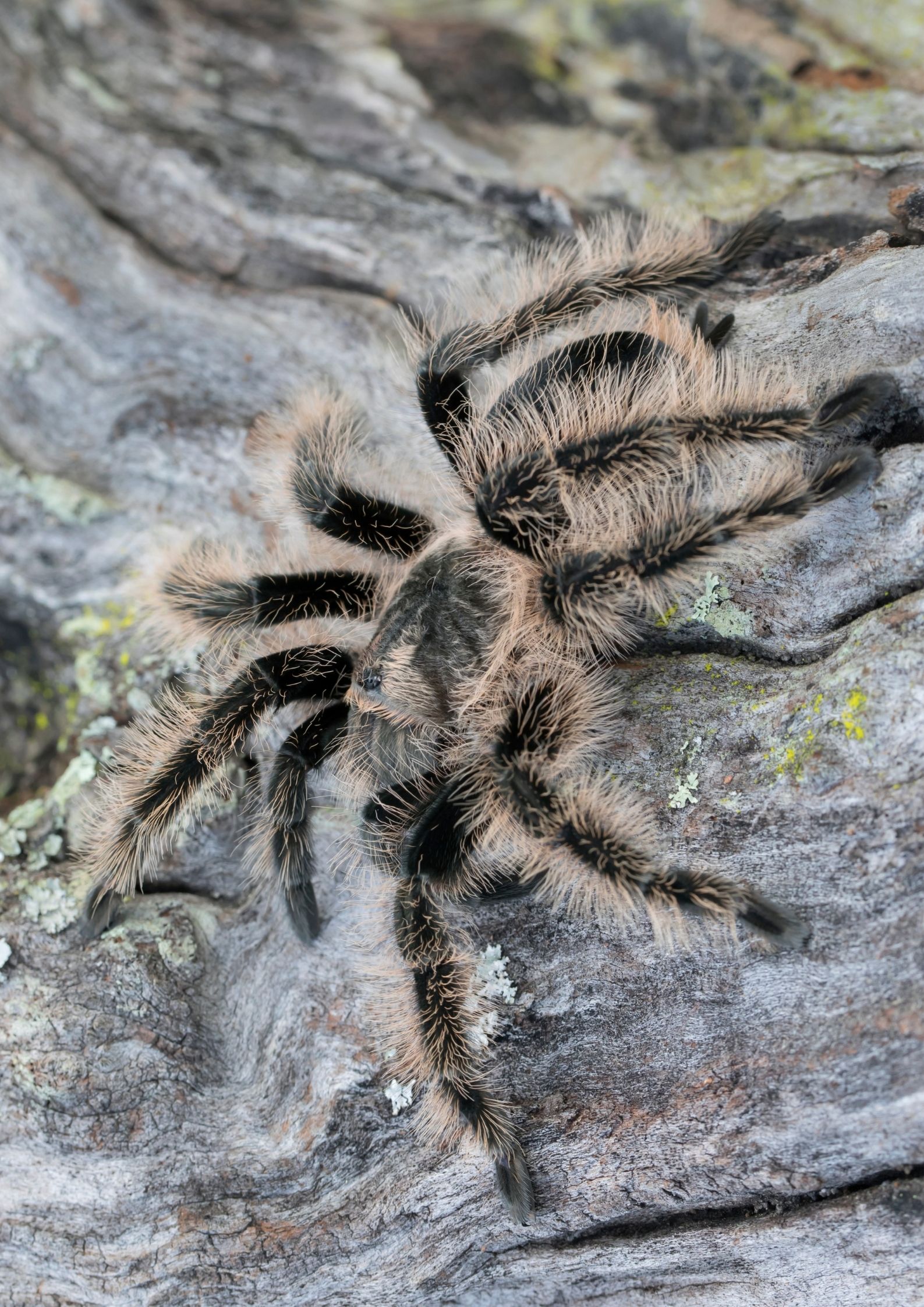 Curly Hair Tarantula growth rate