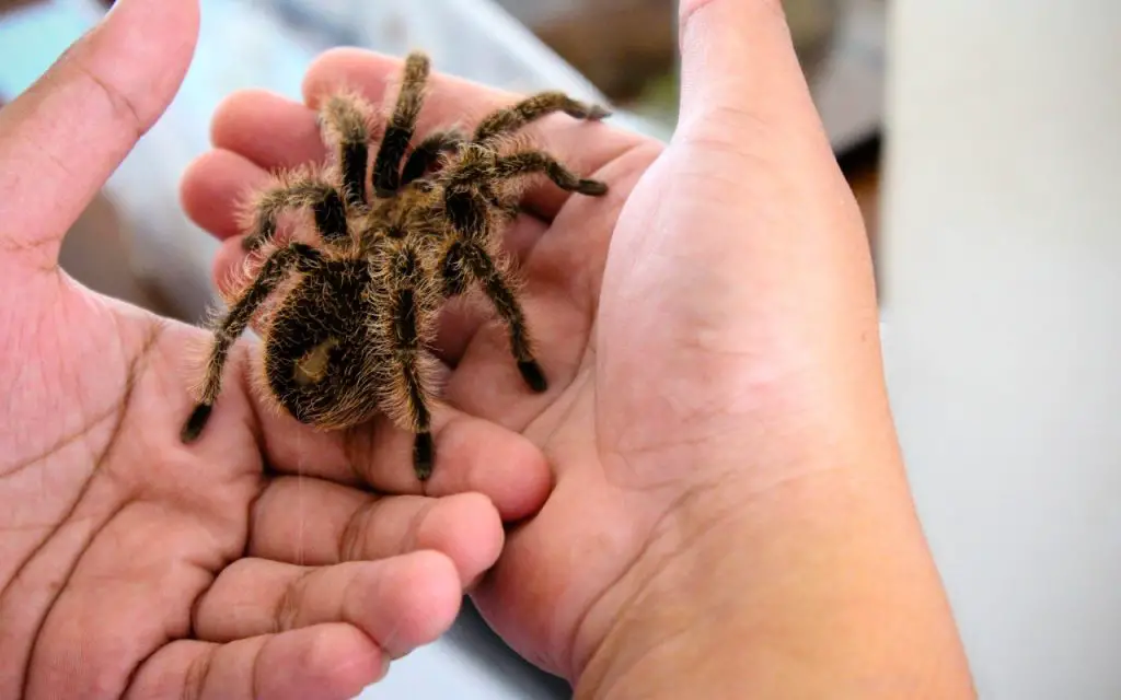 Curly Hair Tarantula growth rate