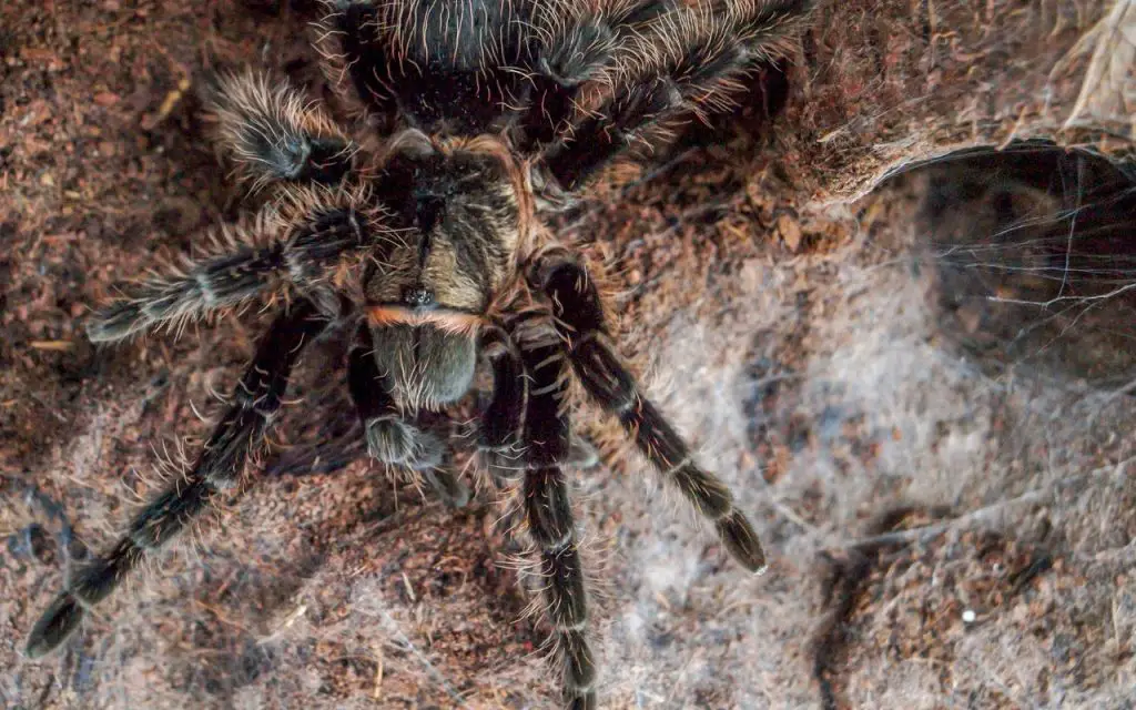 Curly Hair Tarantula care