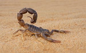 Why Do Scorpions Live in the Desert Biology Diagrams