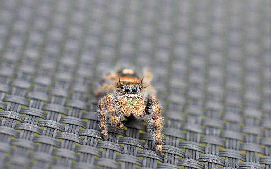 spitting spiders vs. jumping spiders