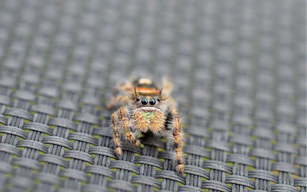 Do Bold Jumping Spider husbandry