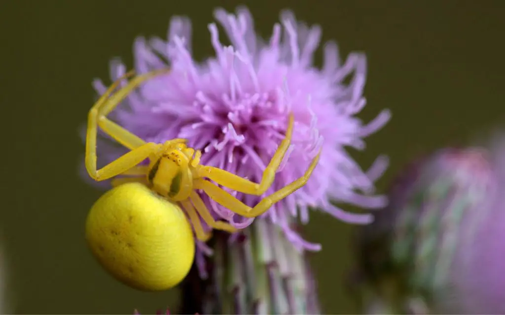 yellow spiders in Michigan