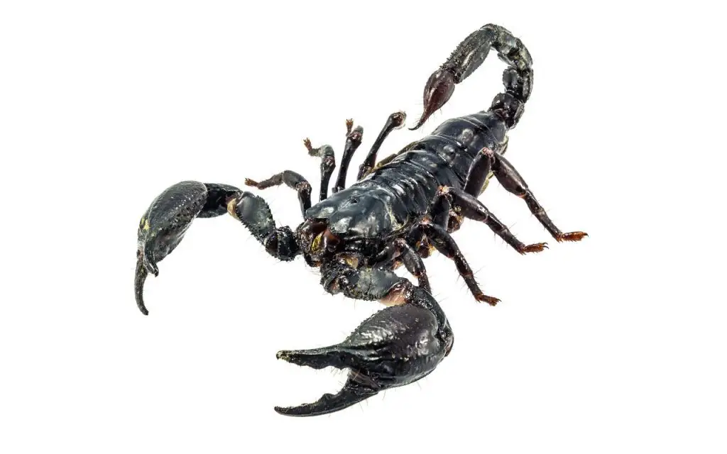 How Long Do Scorpions Live Without Food?