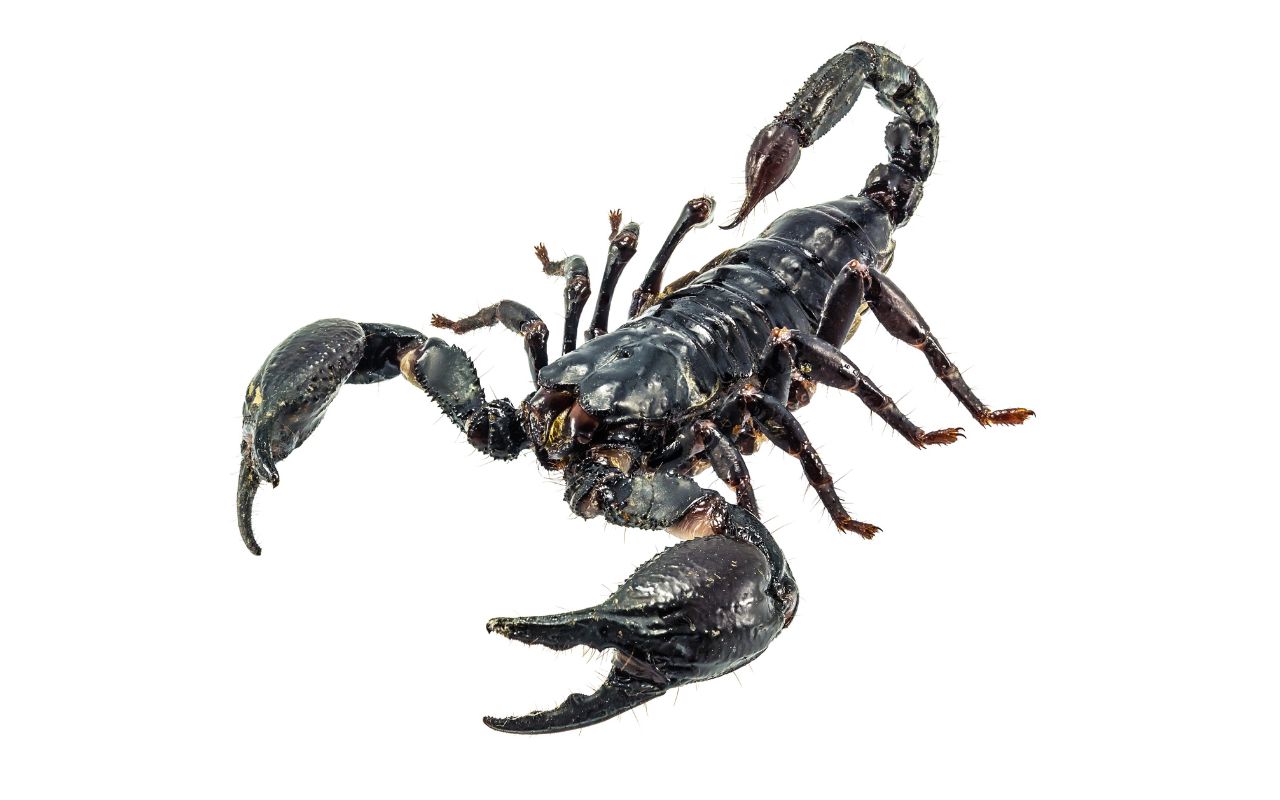 Can Scorpions kill you? (what you need to know)