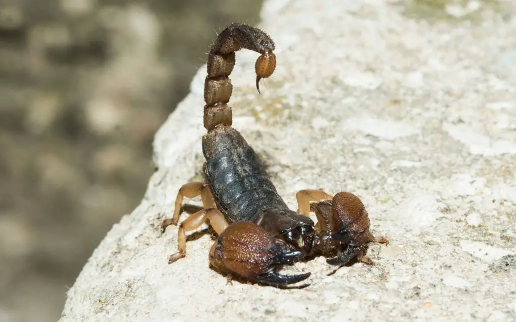 Why does a scorpion sting?