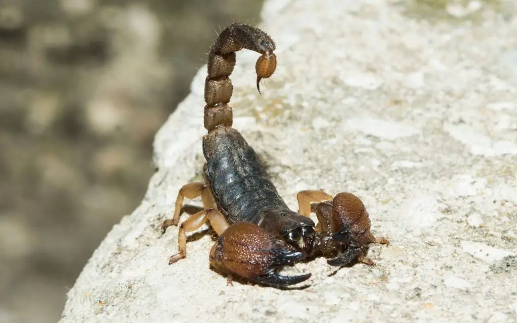 How Long Do Scorpions Live Without Food?