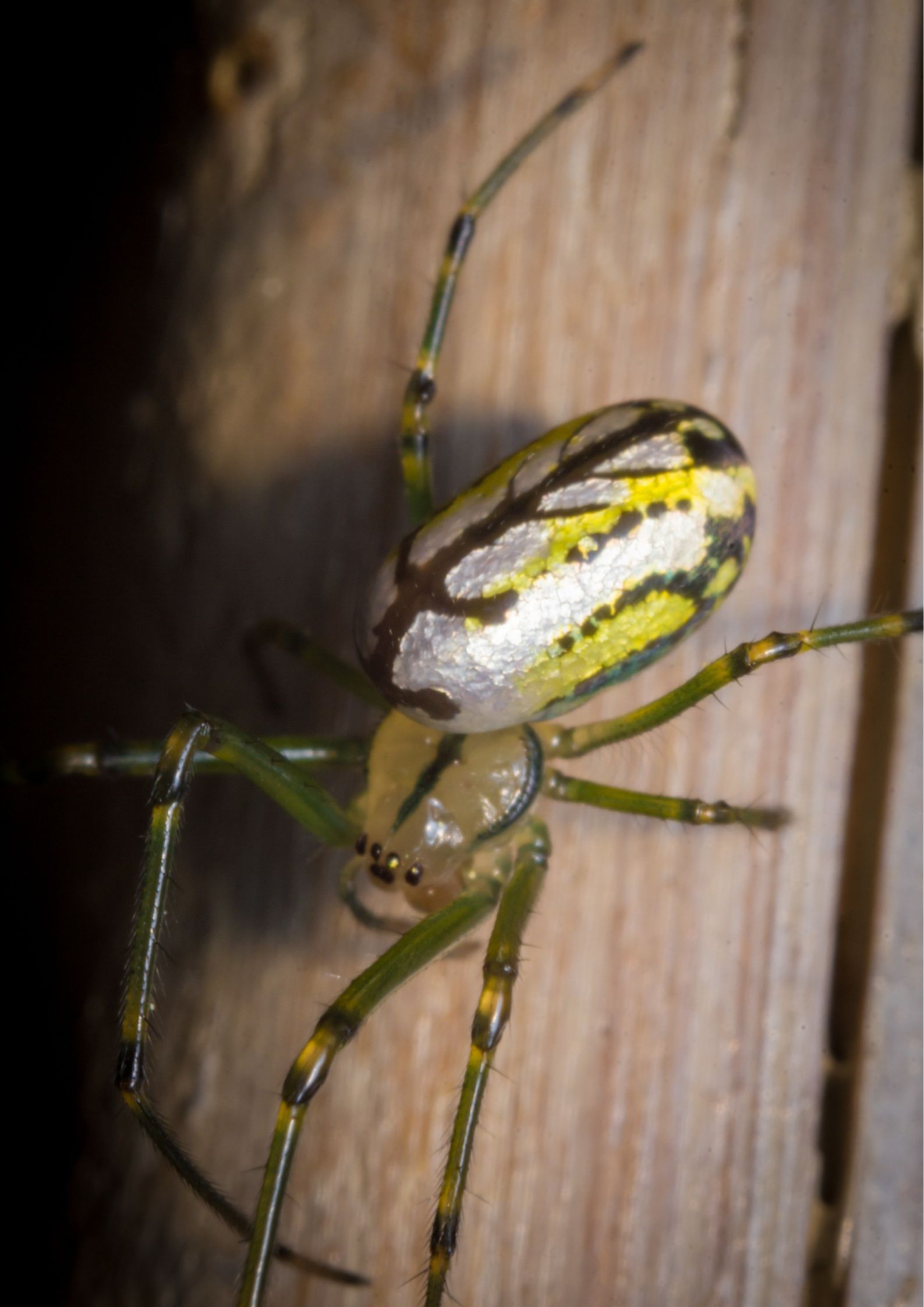 What Kind of Yellow Spiders Live in Michigan?