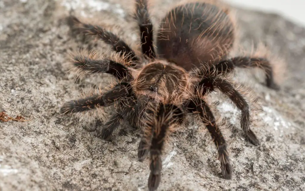 How long do Curly hair tarantulas live?