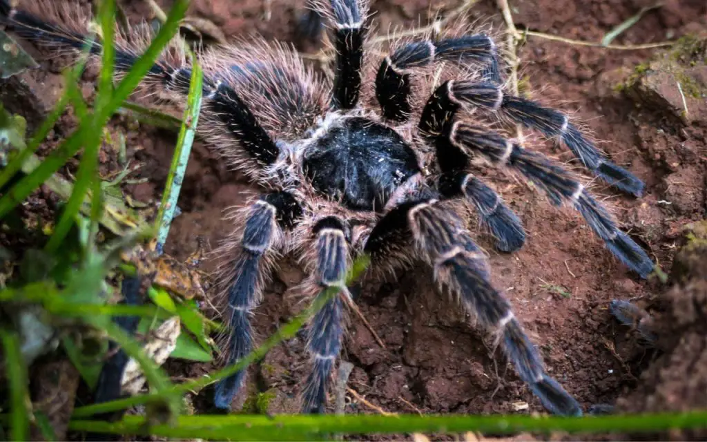 how fast do tarantulas move?