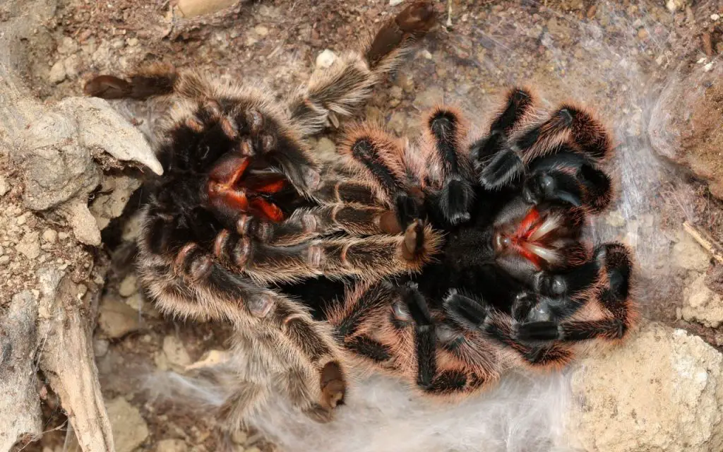 How often do Rose Hair Tarantulas molt?