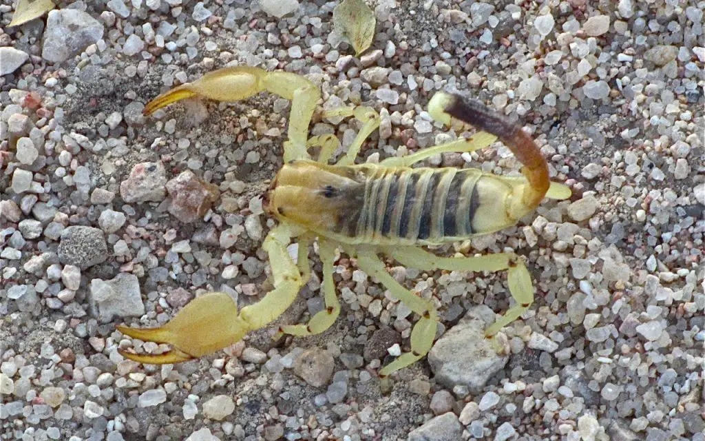 why do scorpions live in the desert?