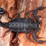 A black scorpion of unknown species