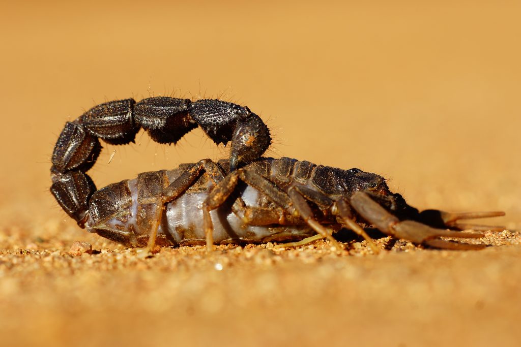 How fast do scorpions move?