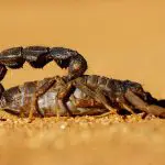 How fast do scorpions move? (and other facts)