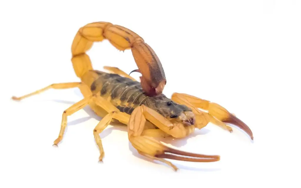Which scorpion causes pancreatitis?