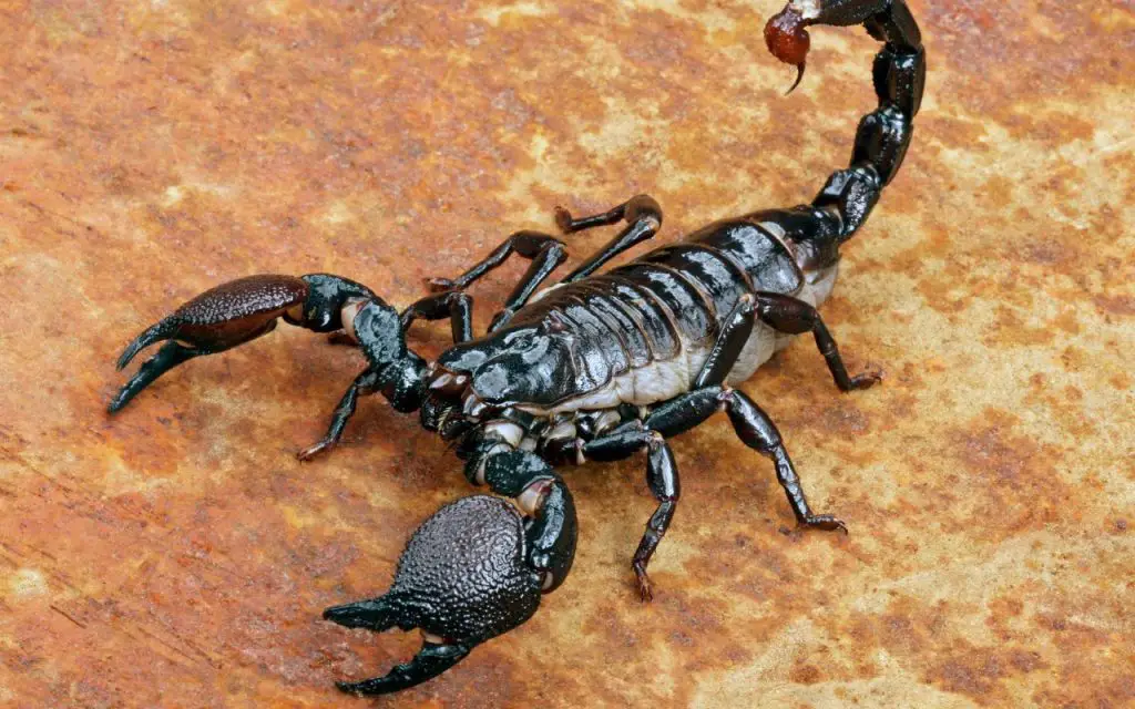 Emperor Scorpion care